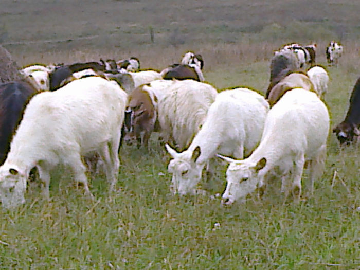 Fotografie0300 - La strans vrejuri de soia pentru capritele noastre