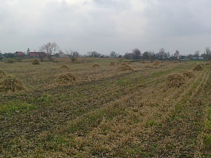 Fotografie0382 - La strans vrejuri de soia pentru capritele noastre