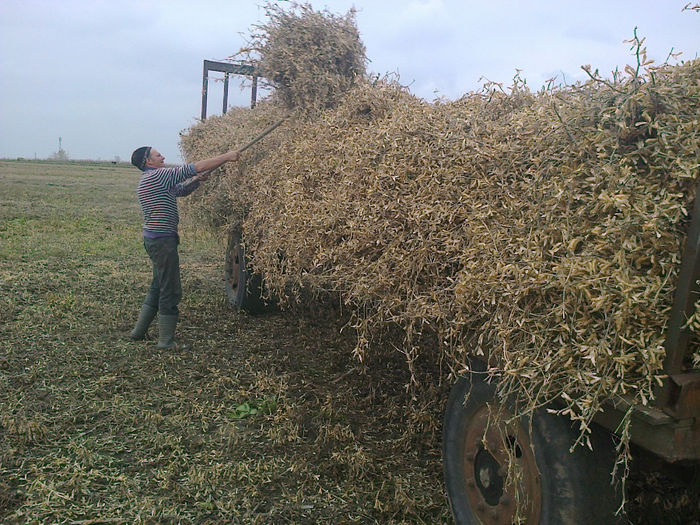 Fotografie0394 - La strans vrejuri de soia pentru capritele noastre