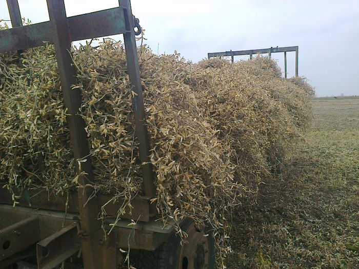 Fotografie0398 - La strans vrejuri de soia pentru capritele noastre