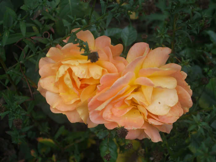 Goldelse