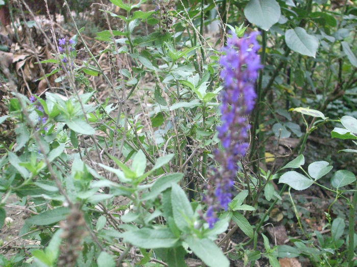 DSCF3111