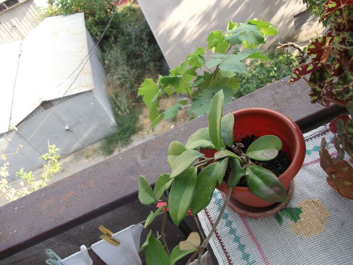 infloreste pentru prima data..