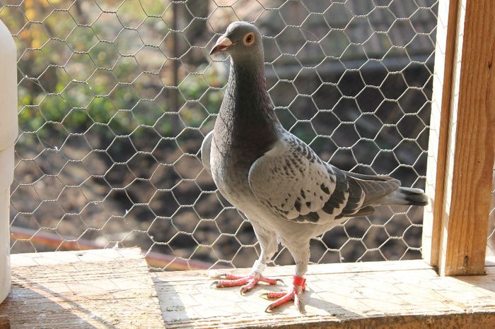 IMG_1301 - a VOIAJORI SPORT