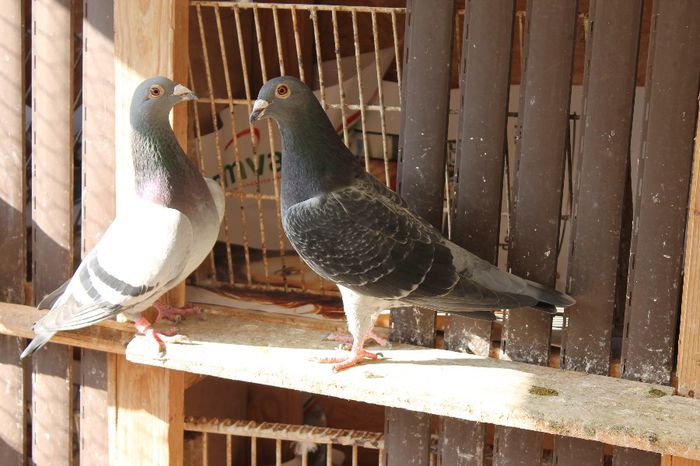 IMG_1304 - a VOIAJORI SPORT