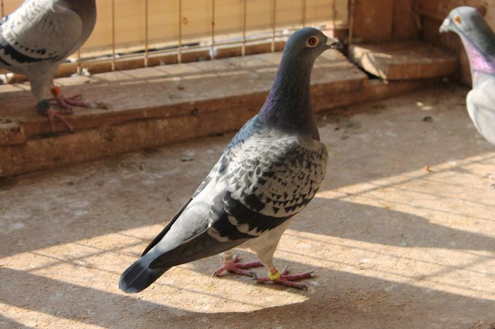 IMG_1305 - a VOIAJORI SPORT