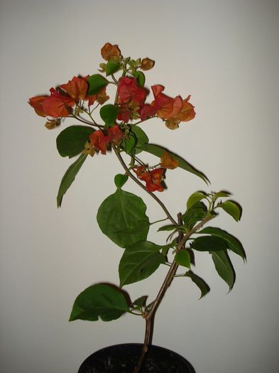 DSC05864 - BOUGAINVILLEA