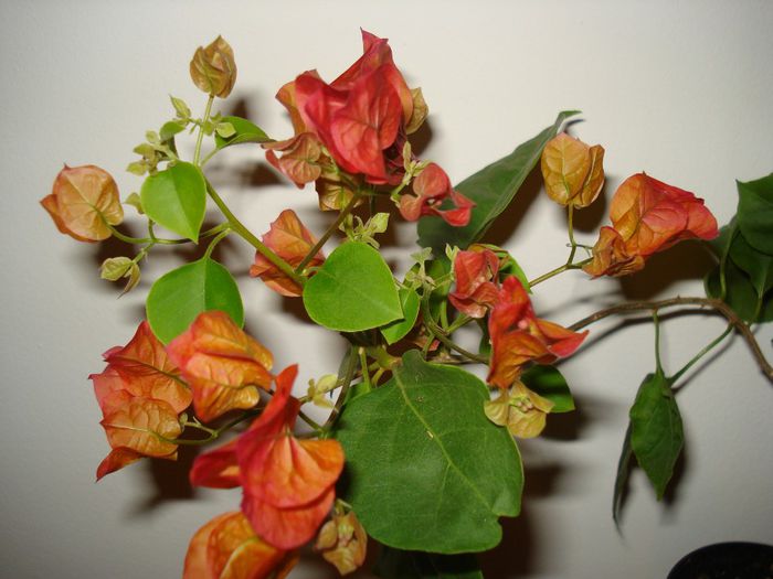 Corai - BOUGAINVILLEA