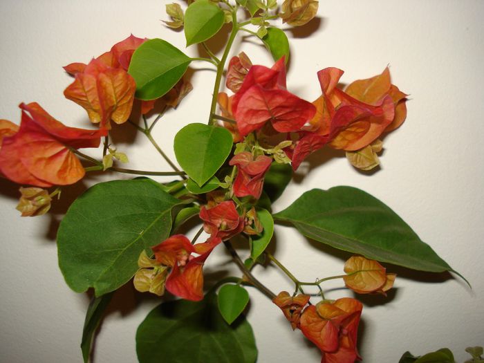 DSC05866 - BOUGAINVILLEA