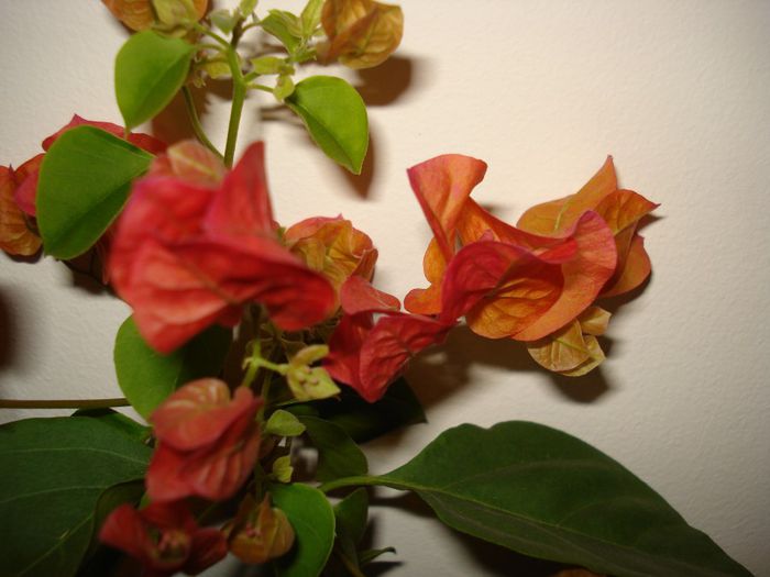 Corai - BOUGAINVILLEA