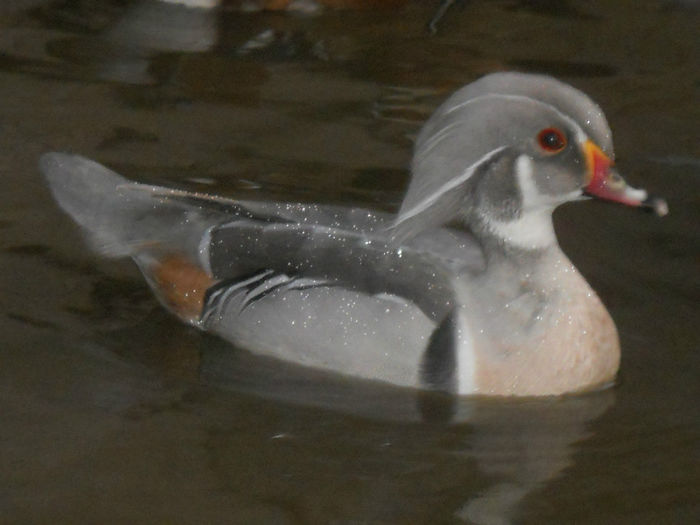 DSCN3550 - rata carolina argintiu