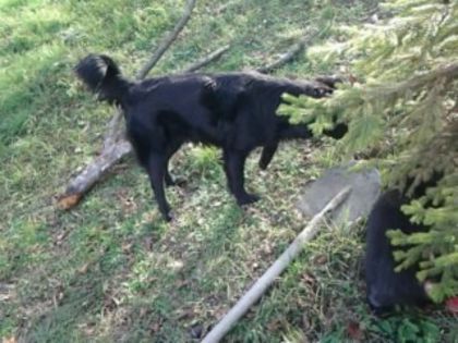 Dolly,lasa-ma in pace!