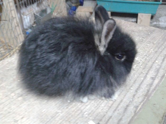 negru foc - iepuri angora pitic