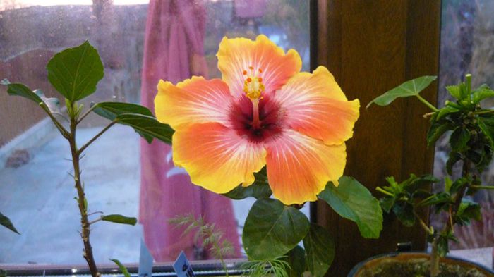 Picture 3519 - x 2013 hibiscus rosa sinesis 3