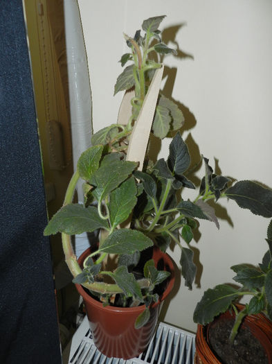 MAMA LOR PLEACA MAINE LA DUDUTA