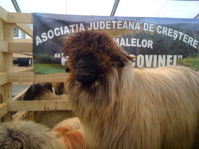  - Targ