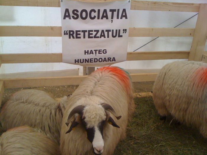  - Targ