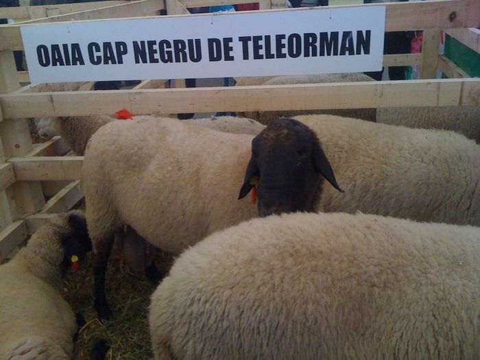  - Targ