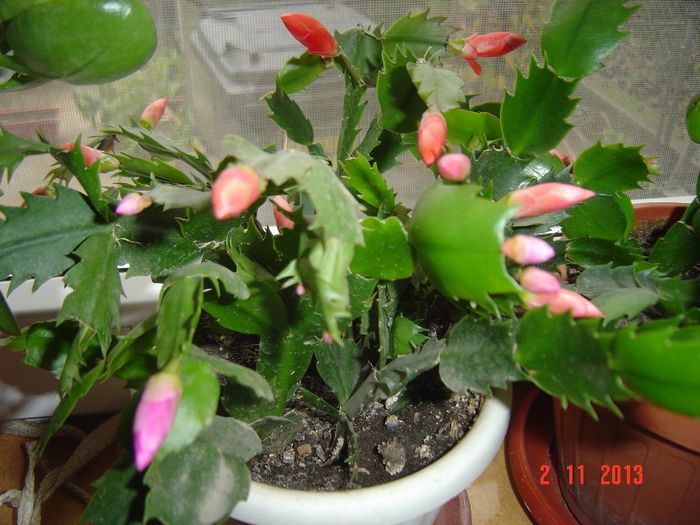 Picture 028 - 0-CRACIUNITE
