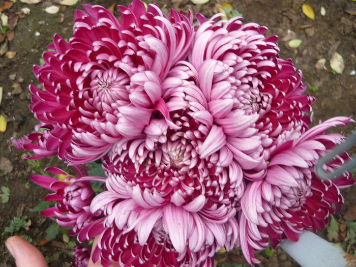 P1050385