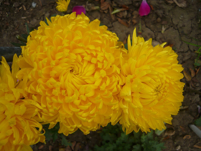 P1050398