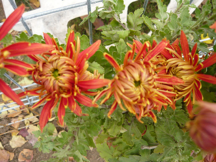 P1050407