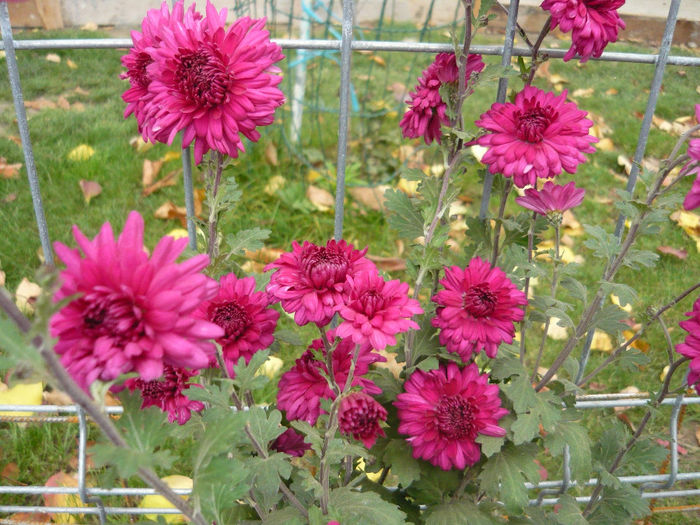 P1050410