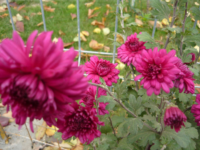 P1050415