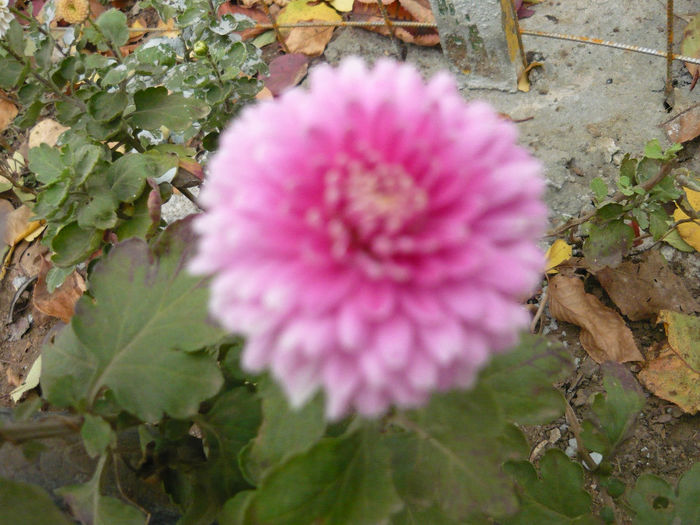 P1050419