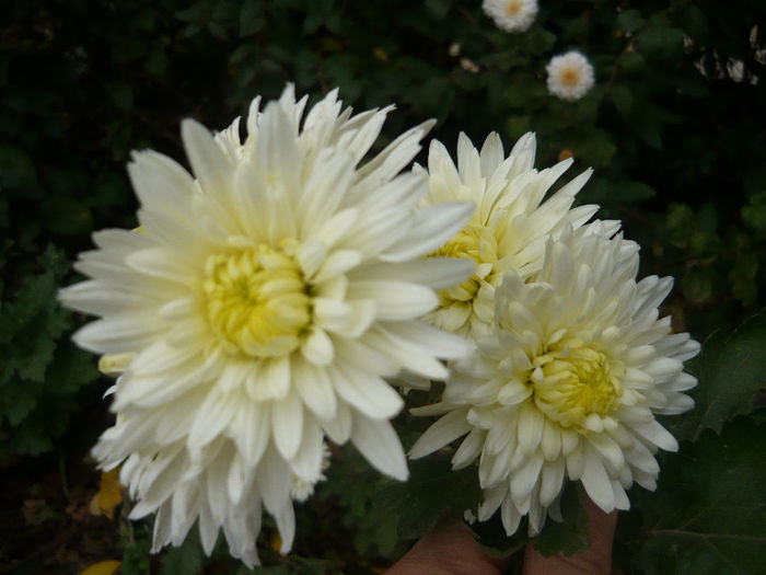 P1050425
