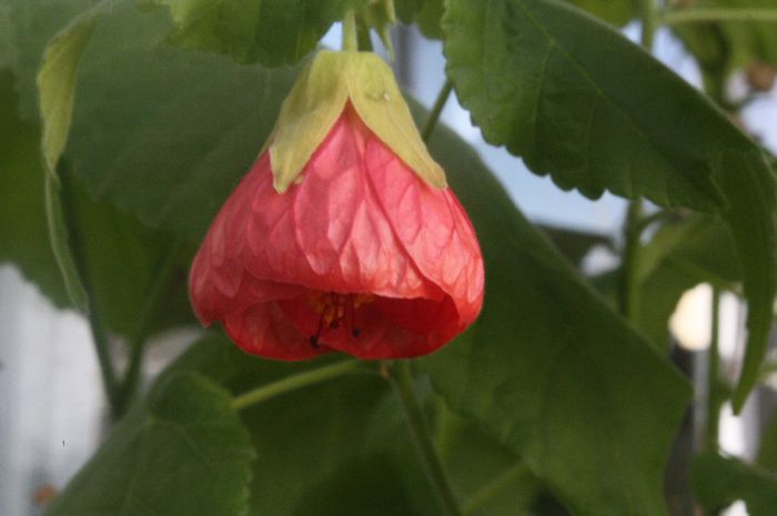 IMG_0109 - Noiembrie 2013