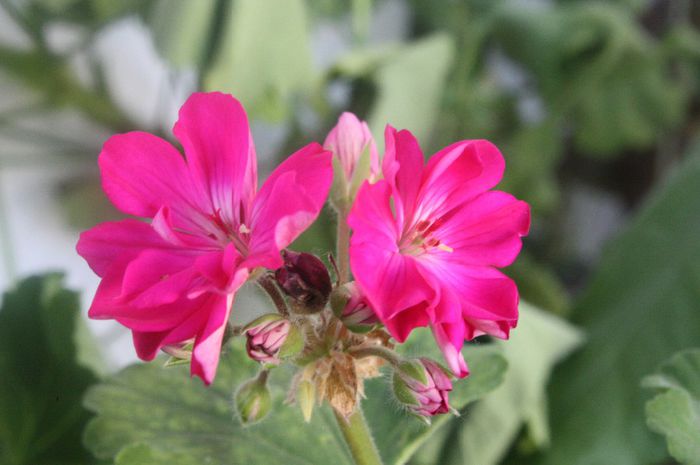 IMG_0108 - Noiembrie 2013