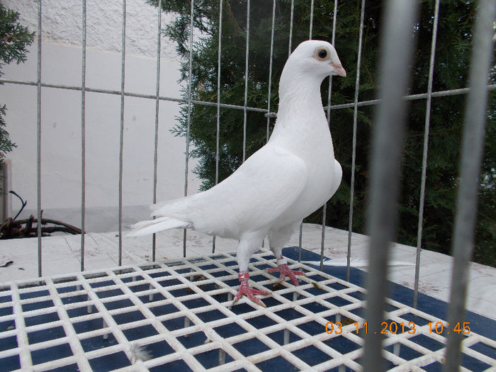 Femela perechea 5 - Jucator de Galati matca