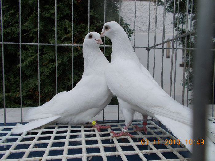 Perechea 5 - Jucator de Galati matca