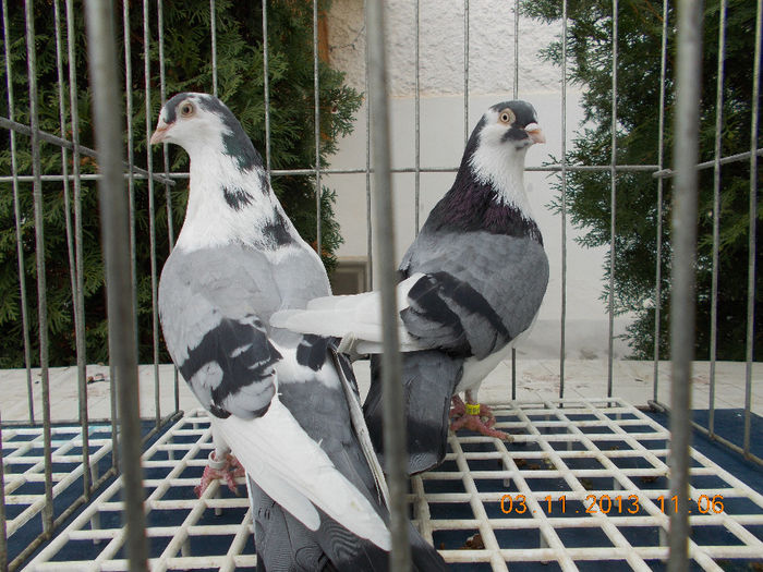 Perechea 6 - Jucator de Galati matca