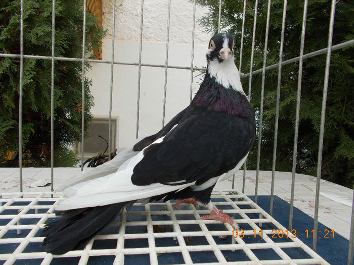 Mascul perechea 7 - Jucator de Galati matca