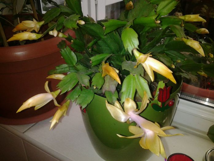 schlumbergera truncata "gold charm" - suculente 2013-2014-2015-2016