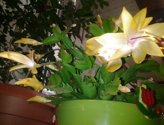 20131102_121229 - suculente 2013-2014-2015-2016