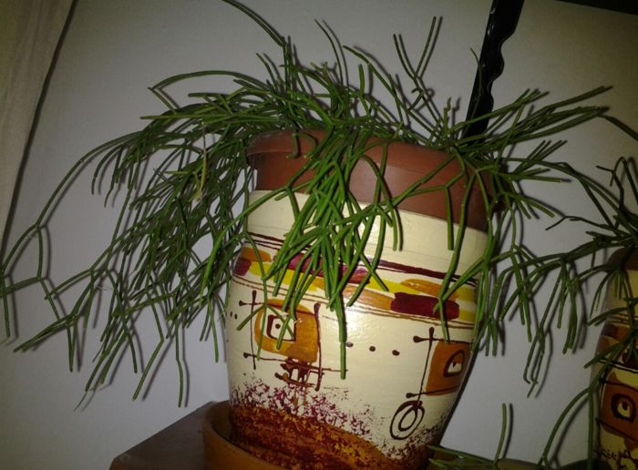 20131103_131718 - suculente 2013-2014-2015-2016