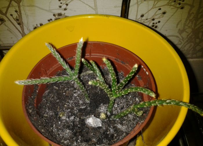 schlumbergera microsphaerica - suculente 2013-2014-2015-2016