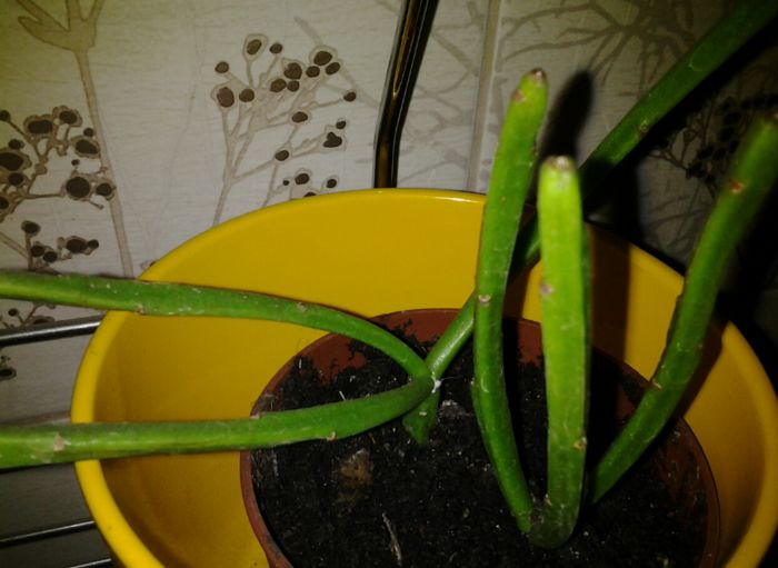 20131103_131633 - suculente 2013-2014-2015-2016