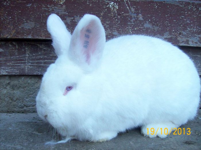 19.10.2013 148 - AAA OCTOMBRIE 2013 IEPURI