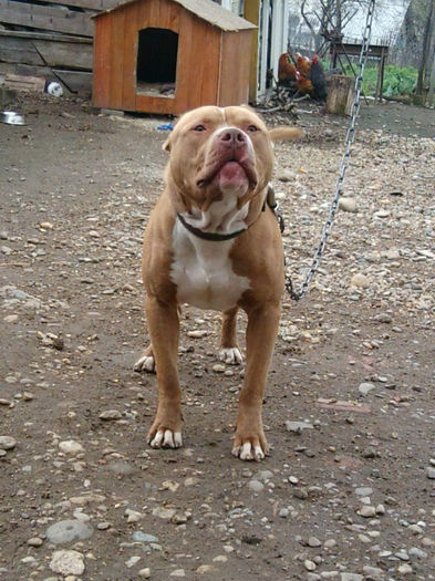 La ora actuala - American Pitbull Terrier