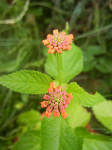 Lantana camara (2013, June 24)