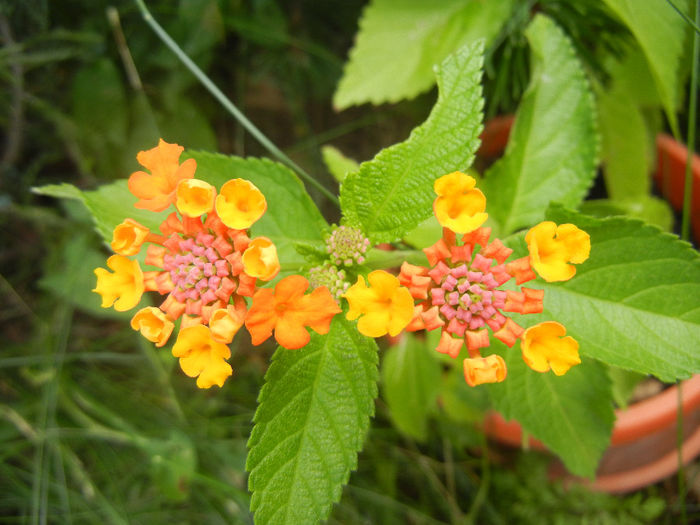 Lantana camara (2013, June 26) - Lantana camara