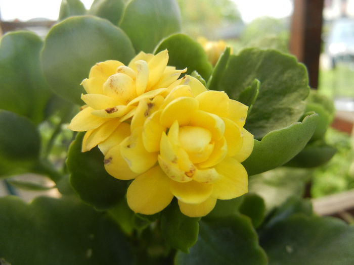 Yellow Kalanchoe (2013, June 23)