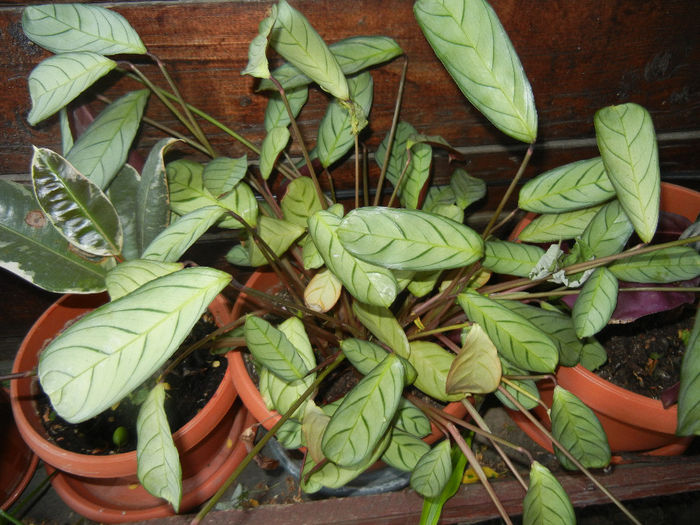 House plants, 12may2013