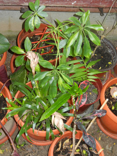 House plants, 13may2013 - 06_HOUSE PLANTS