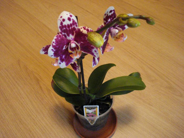 DSC05691 - Orhidee