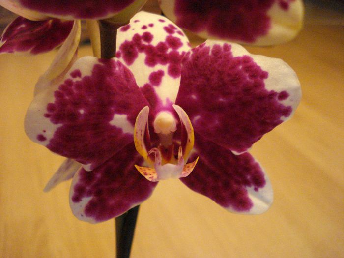 DSC05694 - Orhidee